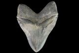 Serrated Monster Megalodon Tooth - Massive! #76662-1